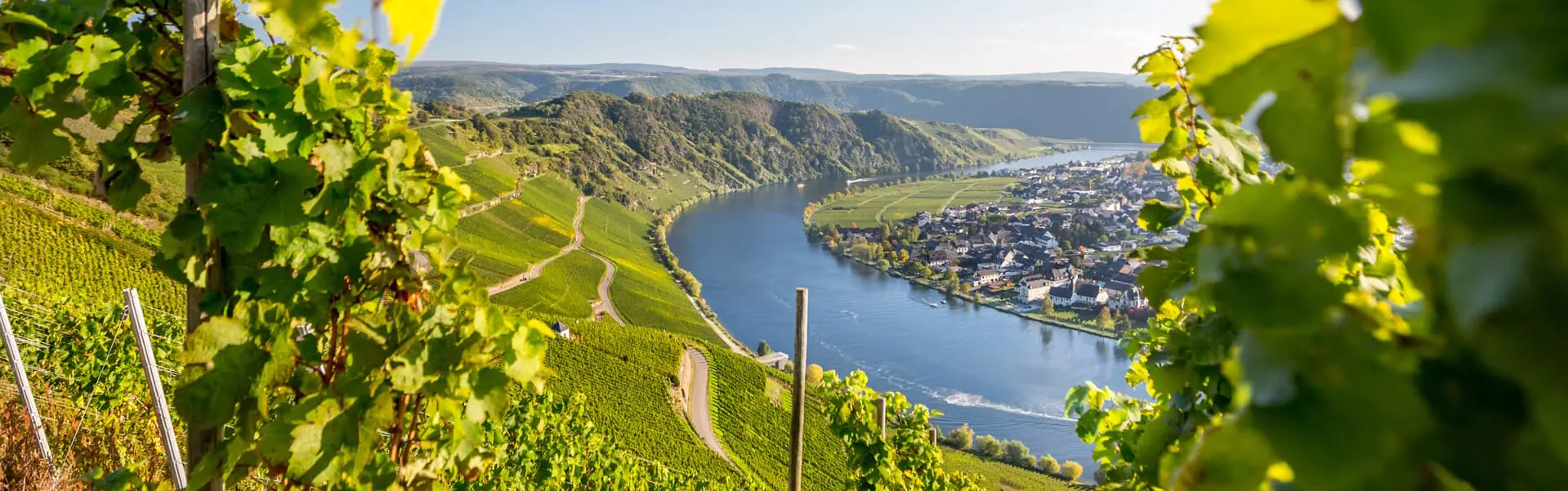 Blick von einem Weinberg auf das Moseltal
